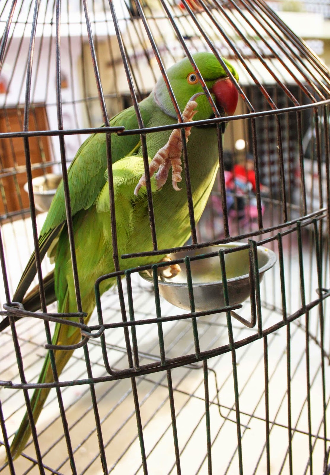 Parrot in cage different veiews captured by Mohammad Zaidi Views Captured