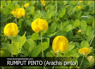 Klasifikasi dan Morfologi Rumput Pinto (Arachis pintoi)