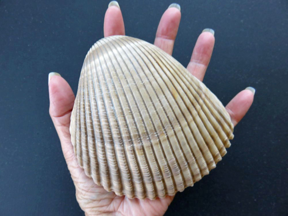 Large cockle shells picture