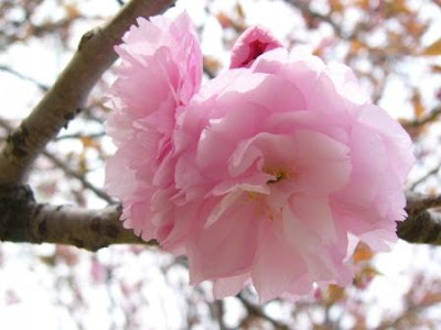 Mengenal Bunga Cantik Sakura Dari Jepang Bunga Papan Jakarta