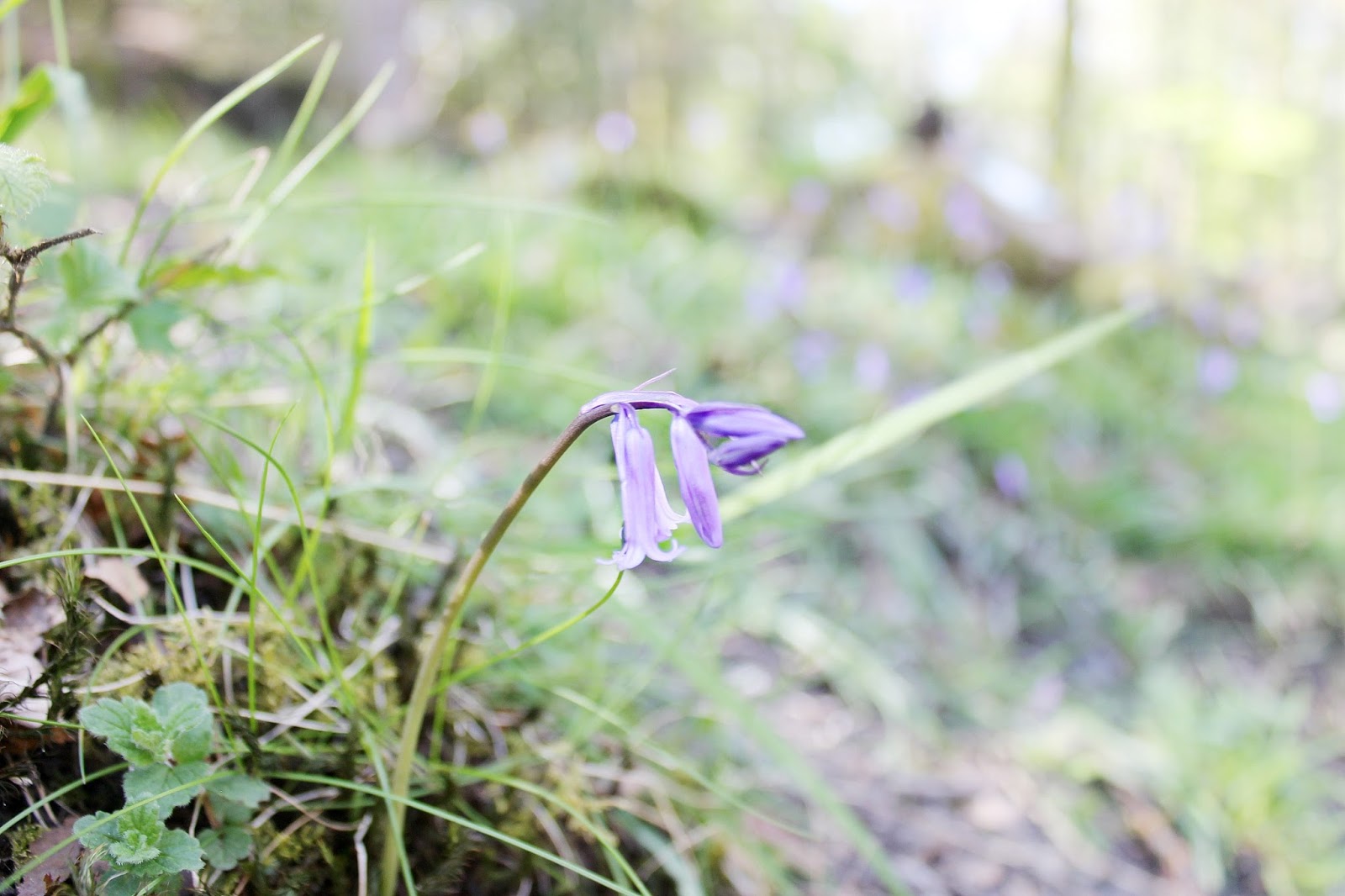 Rydal hall and gardens visit