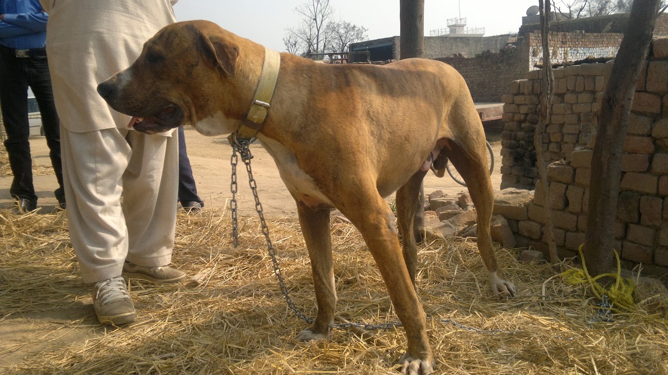 All Pakistani Big Dogs For Sale