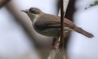 Burung Peor /Opior Paruh Tebal (Heleia crassirostris) Burung Peor /Opior Paruh Tebal (Heleia crassirostris)