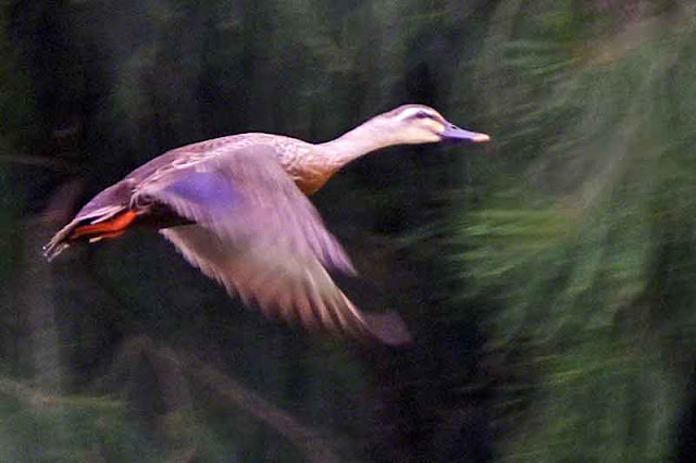 Eastern Spot-billed Duck, Anas zonorhyncha,カルガモ