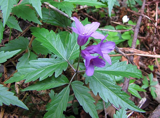 Żywiec gruczołowaty (Cardamine glanduligera)