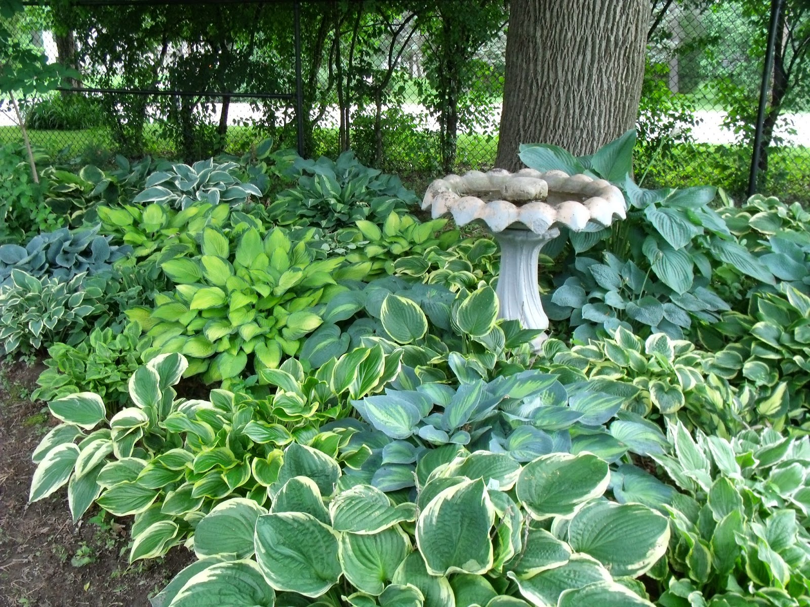 Gear Acres at Top of the Hill Ordering hostas online