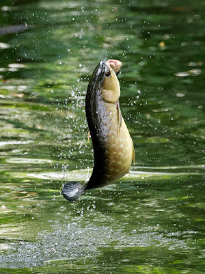 mother nature: Arowana Fish
