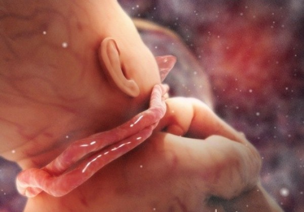 Percakapan Allah dengan Bayi Sebelum Terlahir ke Dunia
