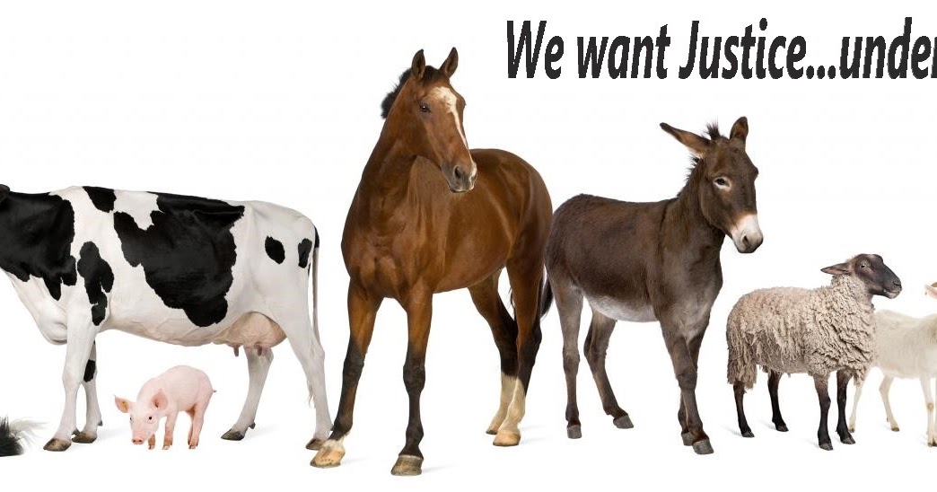 Лошади коровы и куры. Сельскохозяйственные животные. Домашние животные сельскохозяйственные животные. Сельскохозяйственные животные на белом фоне. Корова и лошадь.