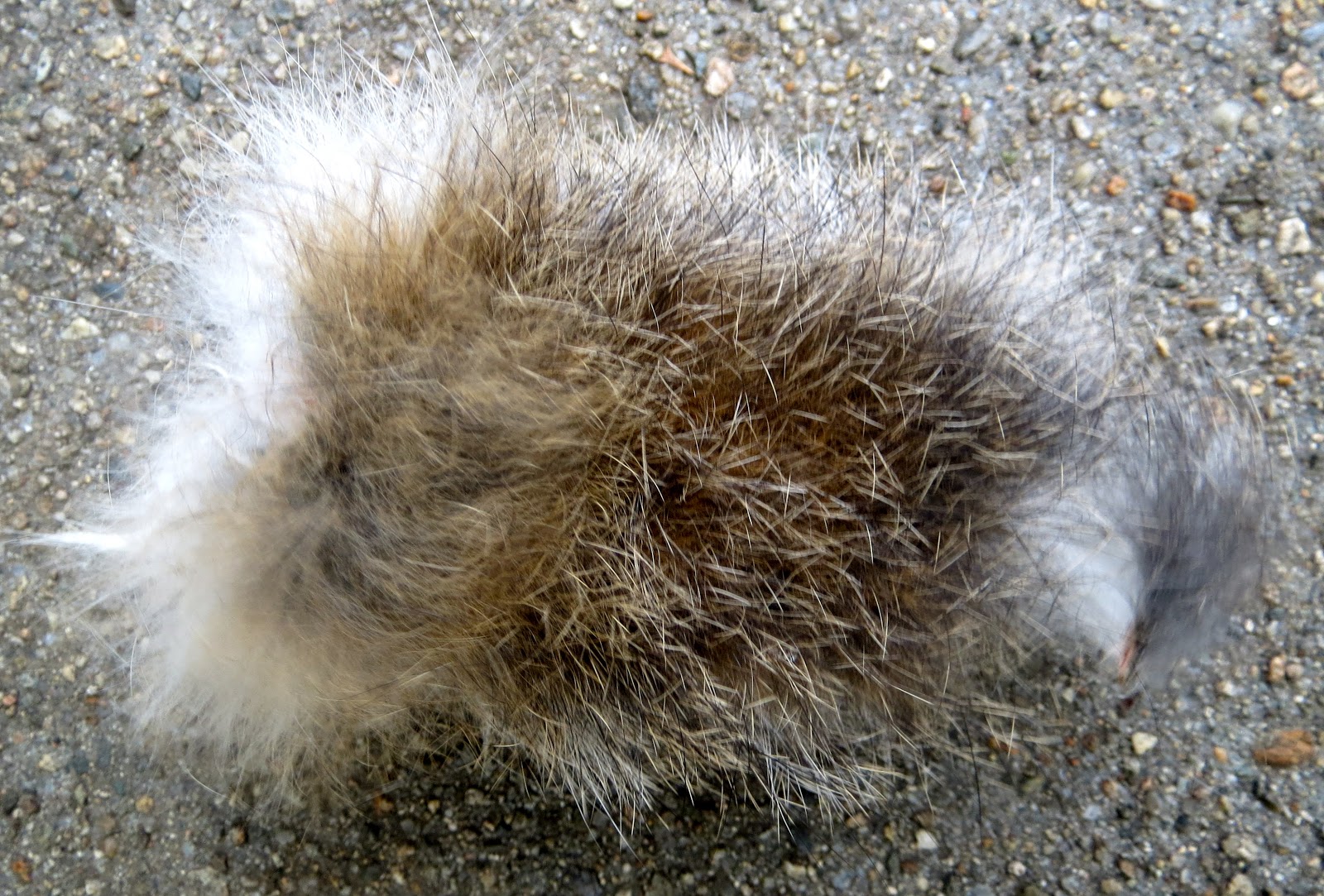 the back quarter acre Tale of the cottontail's tail