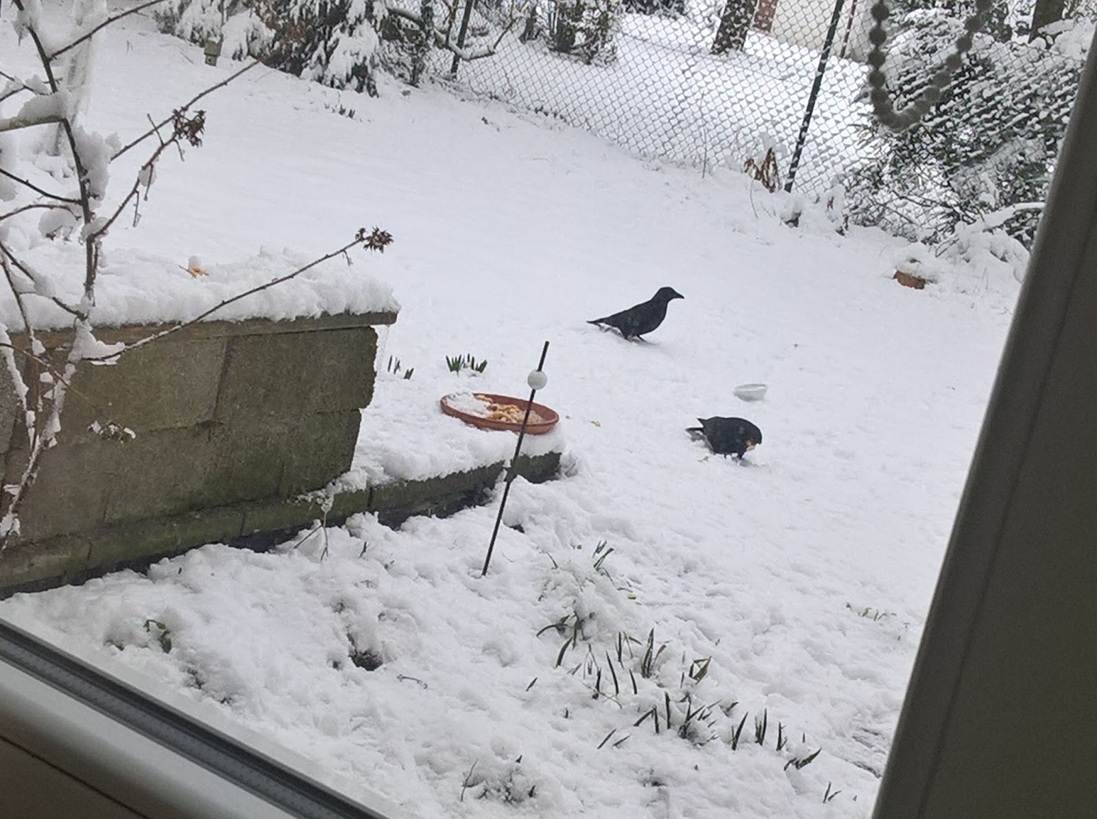 Hauptschulblues Februar 2018