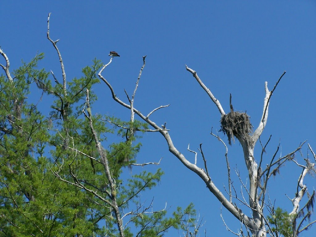 Bird In Everything Large Birds Nest