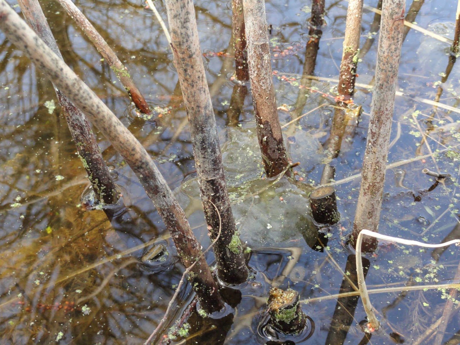 Natural Notes A brief introduction to the frogs of Northern Illinois