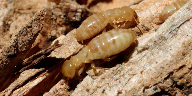 eliminar plaga termitas Castellón