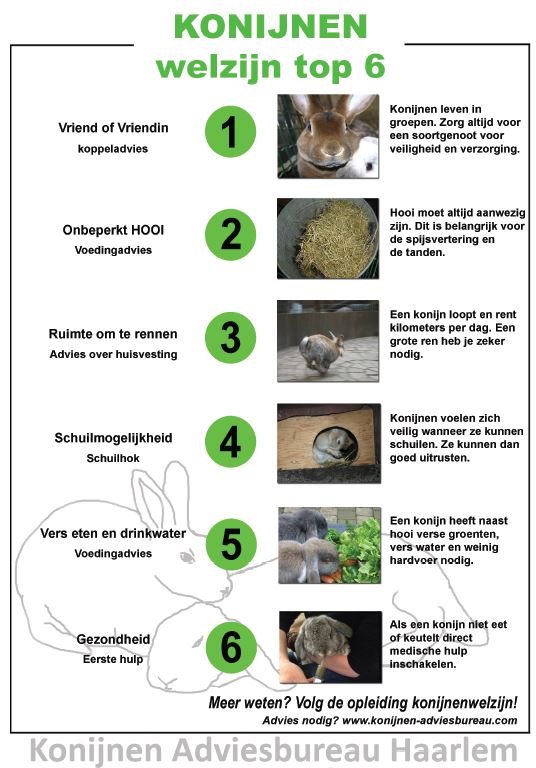 Het Vrolijke Konijnenhol konijnen welzijn top 6 Het Vrolijke Konijnenhol konijnen welzijn top 6