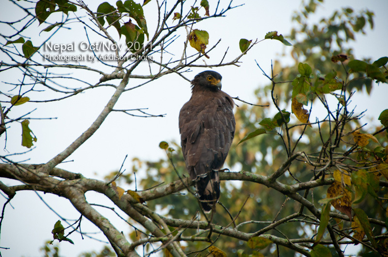 Chitwan Bird