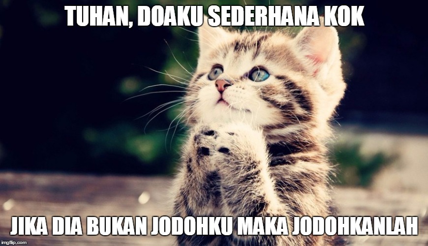 78 Gambar Gambar Kucing Gemes Terlihat Keren 78 Gambar Gambar Kucing Gemes Terlihat Keren