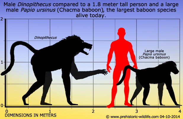 Long Legged Dog Like Mammal Of Africa Long Legged Dog Like Mammal Of Africa