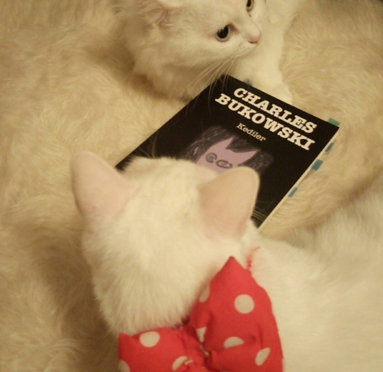 Kitaplarım ve Ben Kitap Blogu Okudum Bitti 135 Kediler Charles