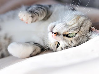 Cat Kidney Disease
