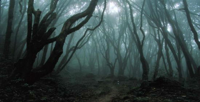 Hoia Baciu: Το μυστηριώδες δάσος της Ρουμανίας 