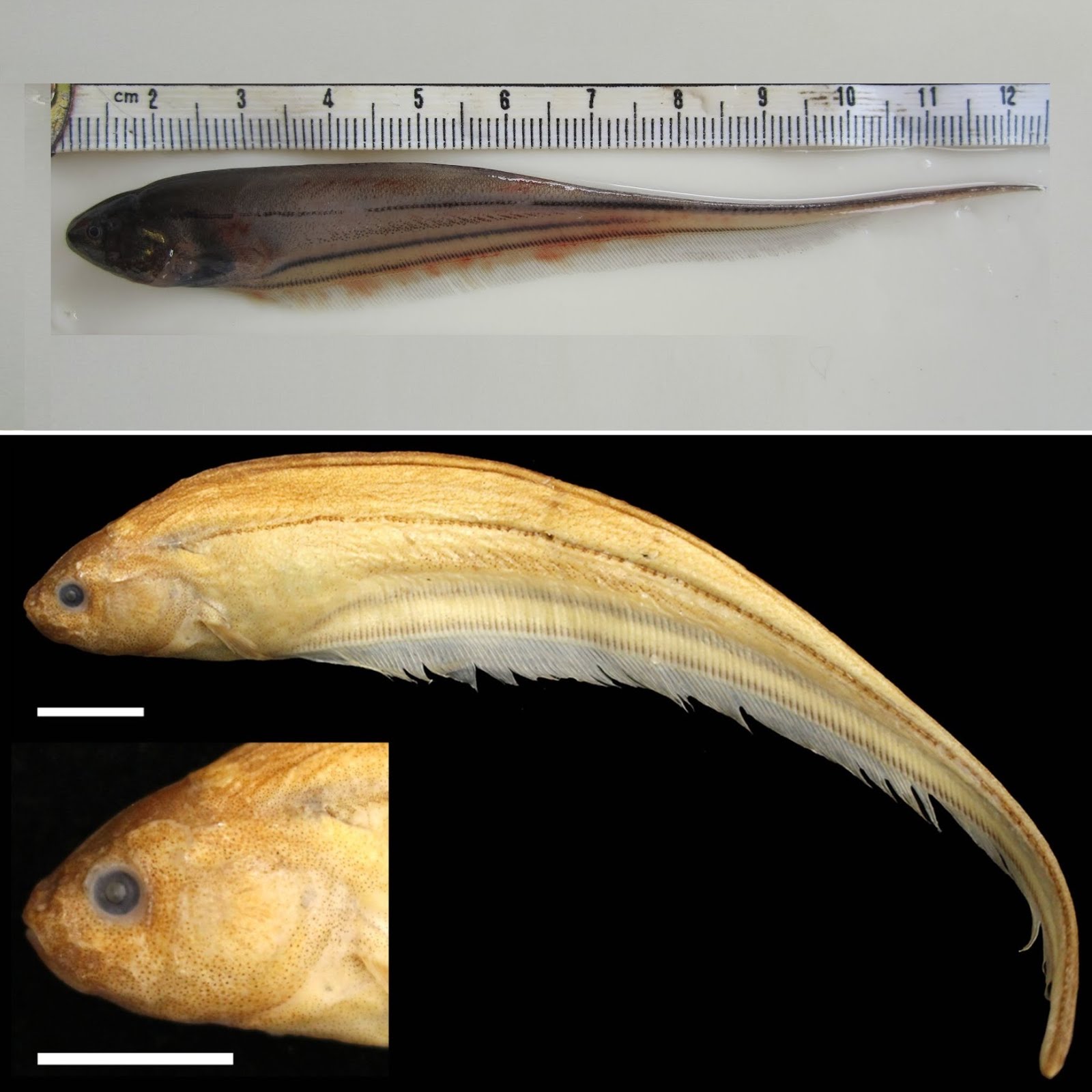 Species New to Science [Ichthyology • 2018] Eigenmannia loretana • A