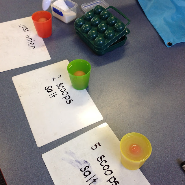 Mōkihi Cause and Effect Science experiments