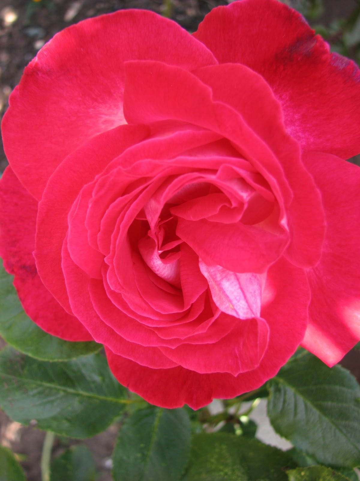 Purls In the Pool The Roses in June