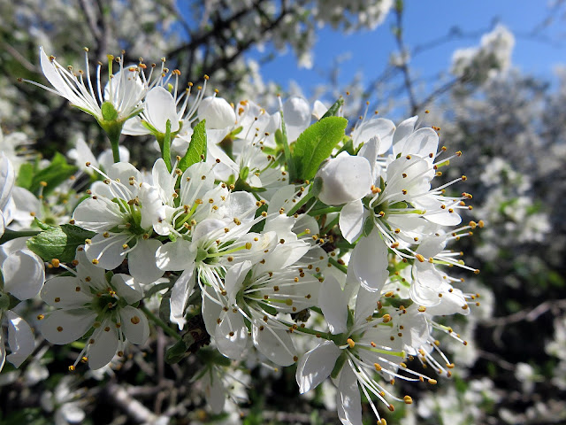 Flores de Bach