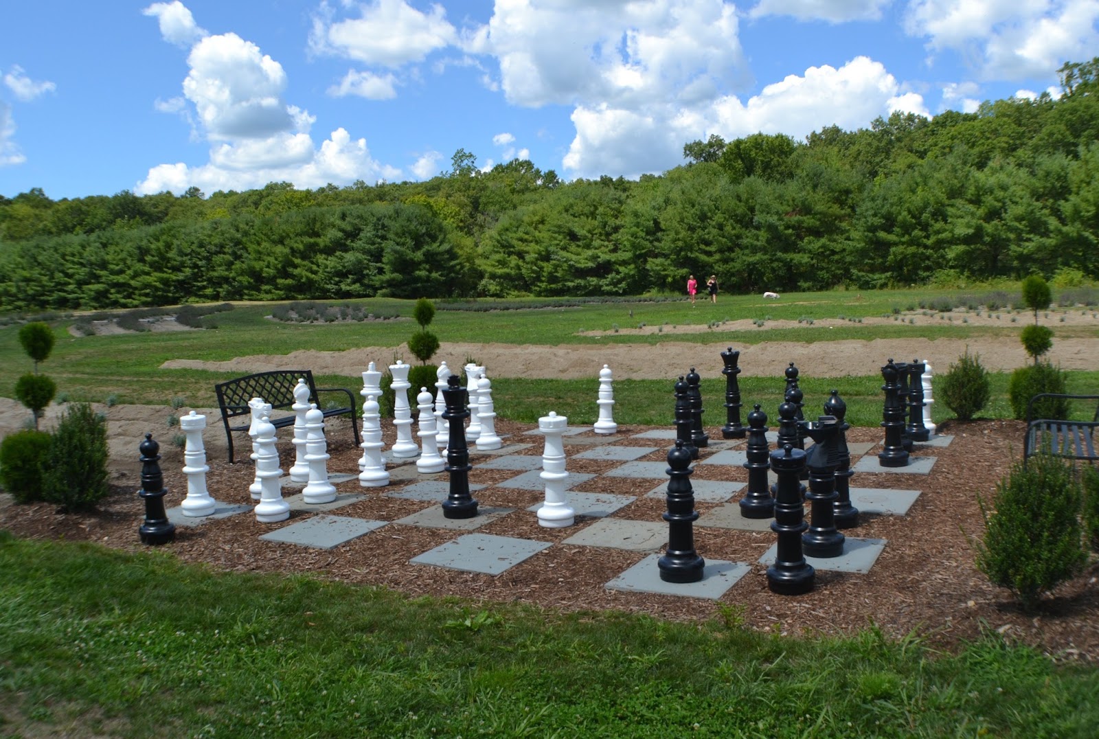 Focus On Killingworth, CT and Surrounding Towns Lavender Pond Farm