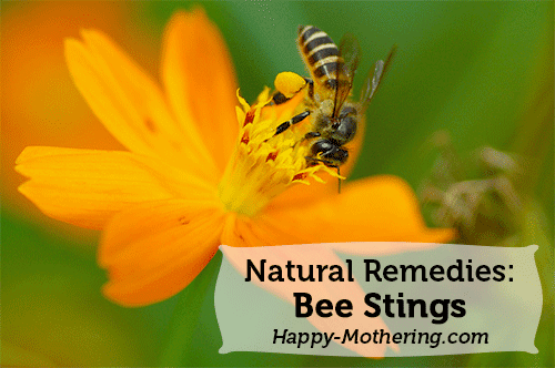 Natural Remedies For Bee Stings Natural Remedies For Bee Stings