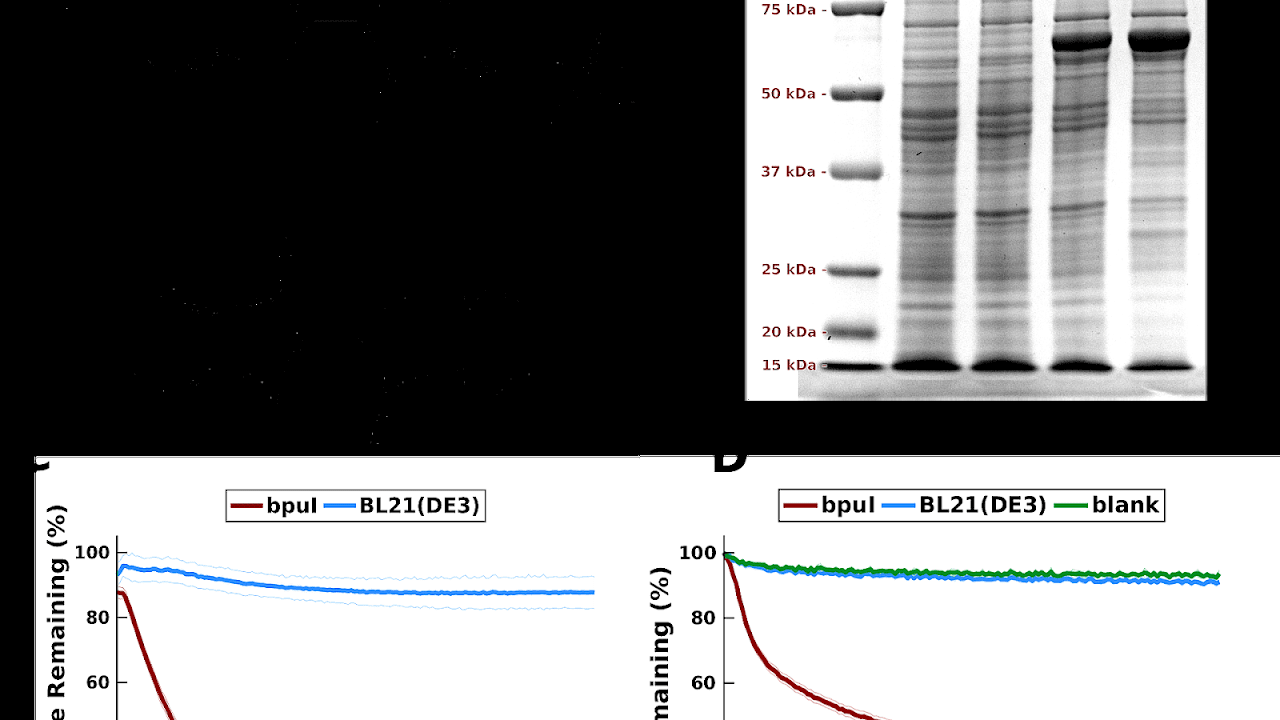 Molecularweight size marker Protein Protein Choices