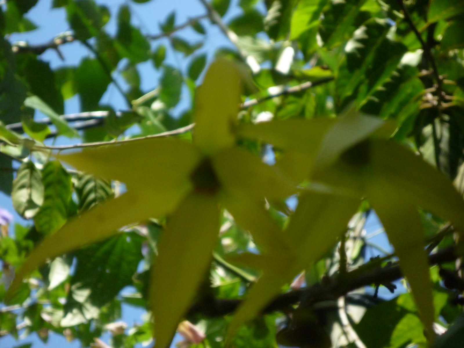 Hotel Catalina Playa Jaco Costa Rica Ylang Ylang Tree