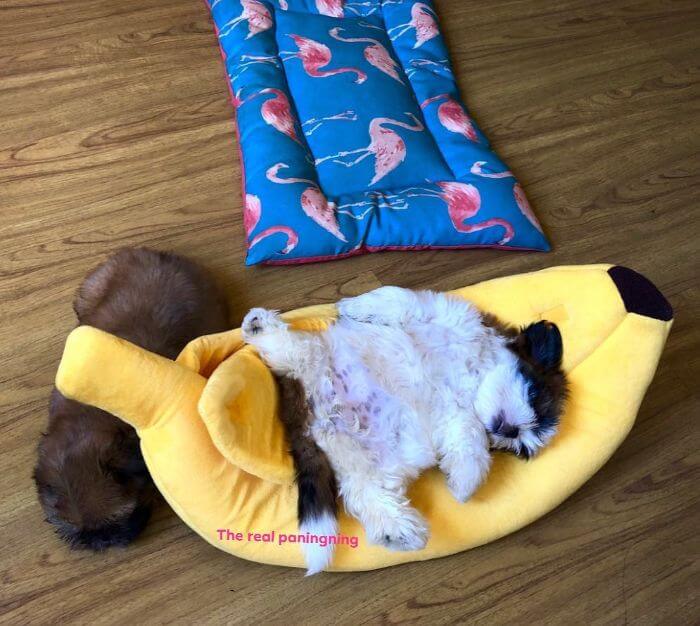 30 Hilariously Adorably Pictures Of Puppy Sleeping As If She Was 'Turned Off' 30 Hilariously Adorably Pictures Of Puppy Sleeping As If She Was 'Turned Off'