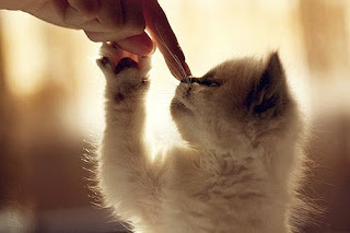 Pantas Saja Rasulullah SAW Memelihara Kucing, Ternyata Manfaatnya Begitu Besar! Pantas Saja Rasulullah SAW Memelihara Kucing, Ternyata Manfaatnya Begitu Besar!