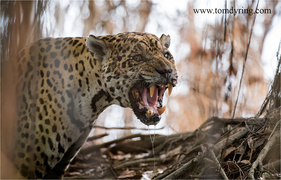 самый крупный хищник южной америки. ягуар панама. рассказ о ягуаре. ягуар презентация. ягуар аргентина.