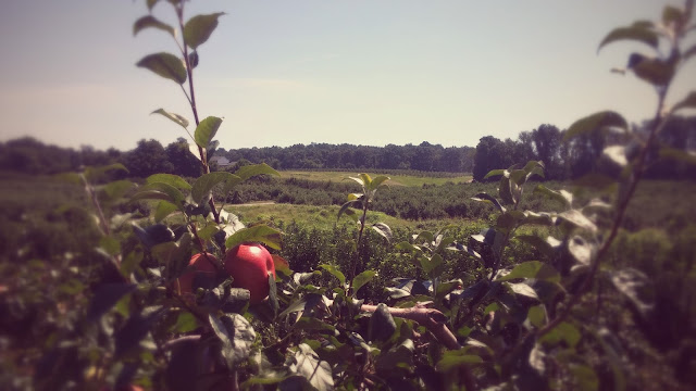 Apple Picking in Winchester, VA