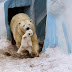Μαμάδες αρκούδες ποζάρουν με τα μωρά τους!