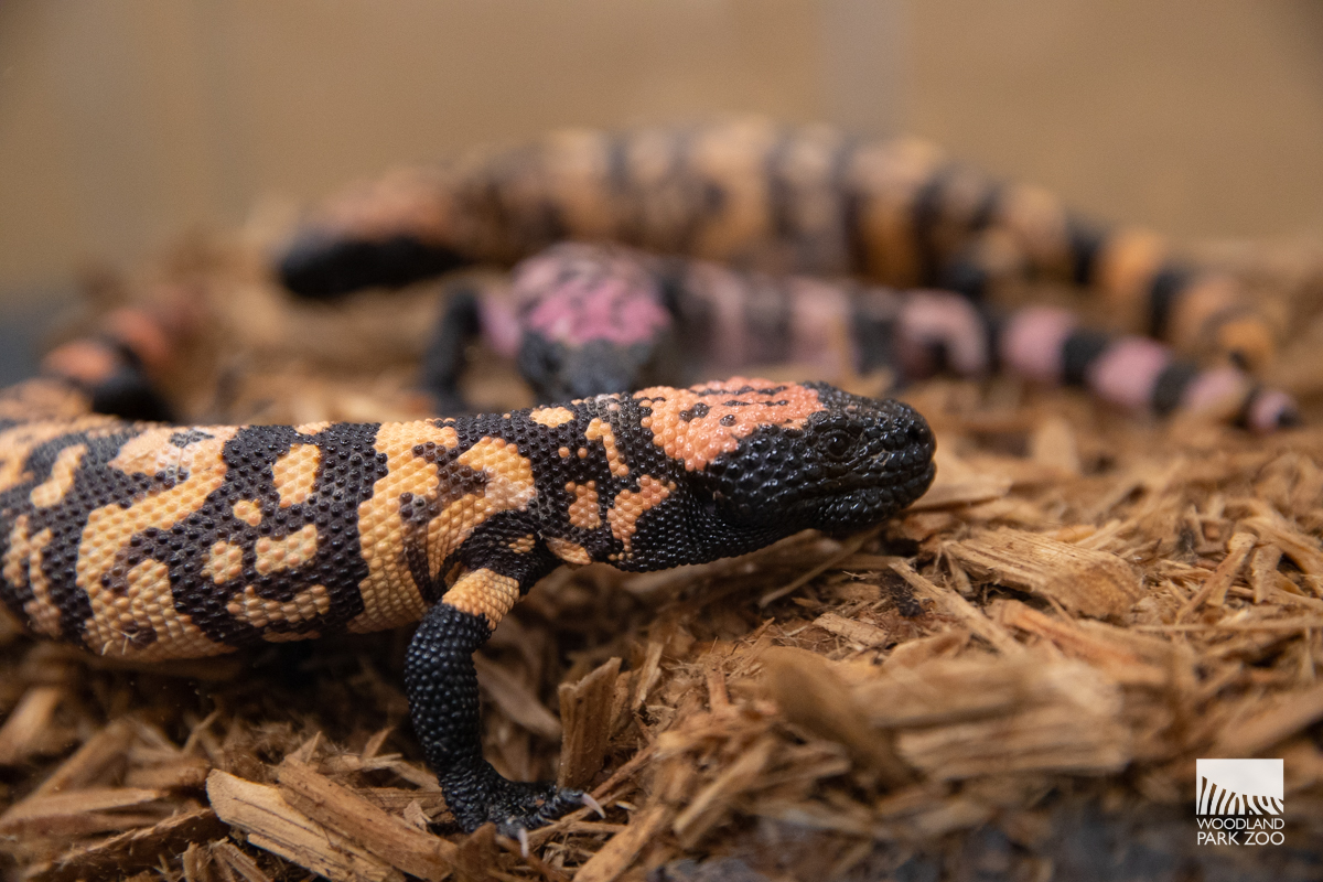 Snakes, spiders and reptiles find safe haven at Woodland Park Zoo