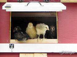 chicks coop move seemed stretch wings pen explore