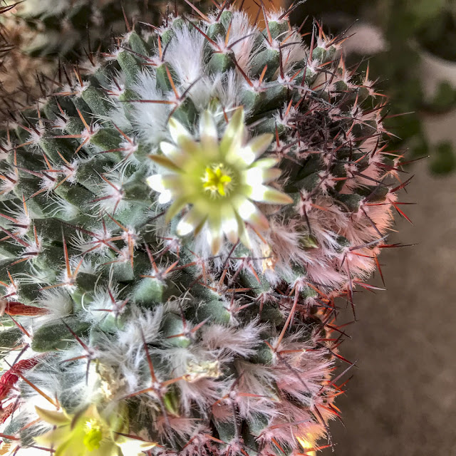 kaktus, cactus kaktus, cactus