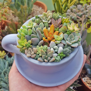 tea cup succulent arrangement