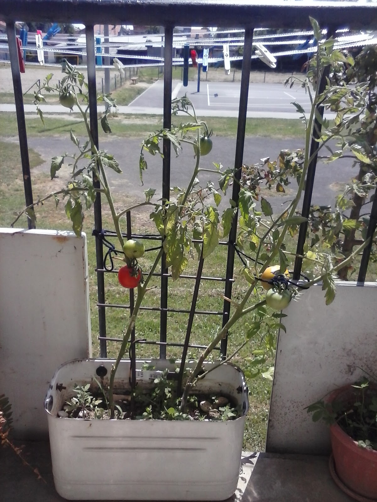 Green blog How to grow a tomato plant on a balcony