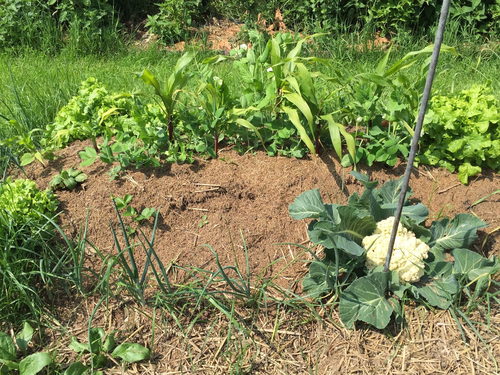 Potager, permaculture et petit élevage. Vue des buttes de culture