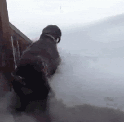 Funny dog snow jump fail gif picture