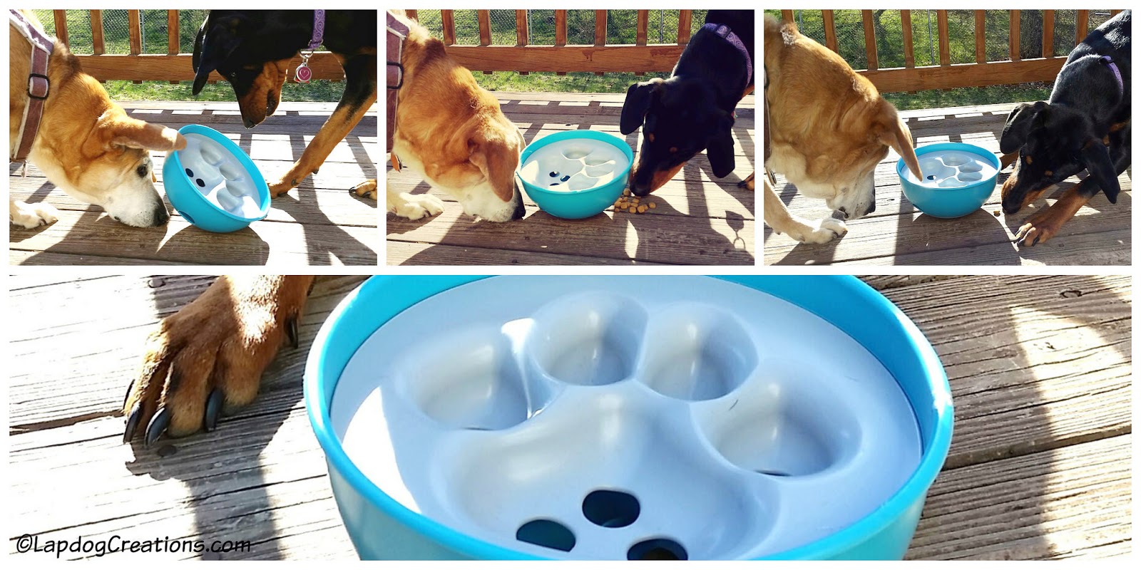 Lapdog Creations Make Mealtime Fun Play with Your Food PAW5 + GIVEAWAY!