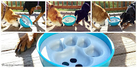 The #PAW5 Rock 'N Bowl makes mealtime fun and lets your dog play with her food! #dogbowl #rescueddogs #LapdogCreations ©LapdogCreations #sponsored