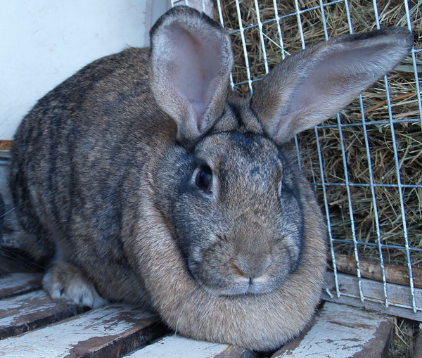 Виробництво продукції з Кроликів сірий велетень