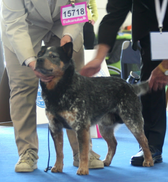 BUGARI FCI Australian Cattle Dogs - Ewa Osuch: Dog Show 2013 Budapest Results Cattle Dog - Wystawa w