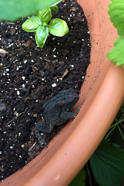 toad, garden, container gardening, basil seedlings, Anne Butera, My Giant Strawberry